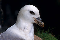 Fulmar (Fulmarus glacialis) - Petrel Fulmar - 11499