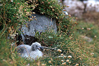 Fulmar (Fulmarus glacialis) - Petrel Fulmar - 11507