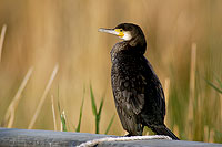 Great Cormorant (Phalacrocorax carbo) - Grand cormoran  10589