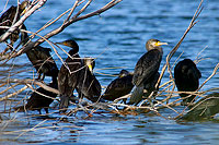 Great Cormorant (Phalacrocorax carbo) - Grand cormoran  10591