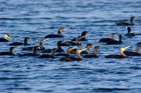 Great Cormorant (Phalacrocorax carbo) - Grand cormoran 10594 Great Cormorant (Phalacrocorax carbo) - Grand cormoran 10594