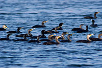 Great Cormorant (Phalacrocorax carbo) - Grand cormoran  10594