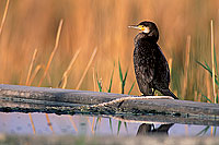 Great Cormorant (Phalacrocorax carbo) - Grand cormoran  10922