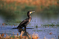 Great Cormorant (Phalacrocorax carbo) - Grand cormoran  10923