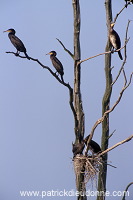 Great Cormorant (Phalacrocorax carbo) - Grand cormoran - 20124