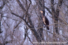 Great Cormorant (Phalacrocorax carbo) - Grand cormoran - 20126