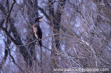 Great Cormorant (Phalacrocorax carbo) - Grand cormoran - 20127