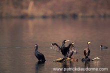 Great Cormorant (Phalacrocorax carbo) - Grand cormoran - 20129