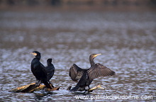 Great Cormorant (Phalacrocorax carbo) - Grand cormoran - 20130