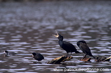 Great Cormorant (Phalacrocorax carbo) - Grand cormoran - 20131