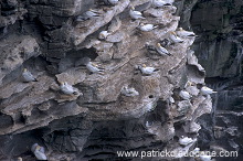 Gannet (Sula bassana) - Fou de Bassan -  20028