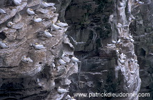 Gannet (Sula bassana) - Fou de Bassan -  20029