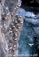 Gannet (Sula bassana) - Fou de Bassan - 20031 Gannet (Sula bassana) - Fou de Bassan - 20031