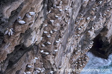 Gannet (Sula bassana) - Fou de Bassan -  20033