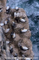 Gannet (Sula bassana) - Fou de Bassan -  20035