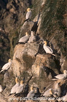 Gannet (Sula bassana) - Fou de Bassan -  20039