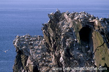 Gannet (Sula bassana) - Fou de Bassan - 20040 Gannet (Sula bassana) - Fou de Bassan - 20040