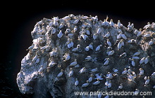 Gannet (Sula bassana) - Fou de Bassan - 20042 Gannet (Sula bassana) - Fou de Bassan - 20042