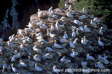 Gannet (Sula bassana) - Fou de Bassan - 20043 Gannet (Sula bassana) - Fou de Bassan - 20043