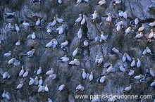 Gannet (Sula bassana) - Fou de Bassan - 20045 Gannet (Sula bassana) - Fou de Bassan - 20045