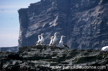 Gannet (Sula bassana) - Fou de Bassan -  20046