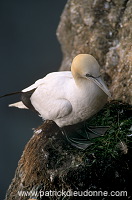 Gannet (Sula bassana) - Fou de Bassan - 20048 Gannet (Sula bassana) - Fou de Bassan - 20048