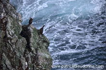 Shag (Phalacrocorax aristotelis) - Cormoran huppe - 20133