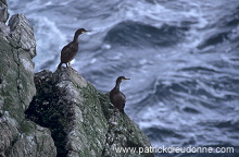 Shag (Phalacrocorax aristotelis) - Cormoran huppe - 20134 Shag (Phalacrocorax aristotelis) - Cormoran huppe - 20134