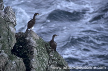 Shag (Phalacrocorax aristotelis) - Cormoran huppe - 20134