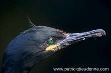 Shag (Phalacrocorax aristotelis) - Cormoran huppe - 20135