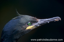 Shag (Phalacrocorax aristotelis) - Cormoran huppe - 20135 Shag (Phalacrocorax aristotelis) - Cormoran huppe - 20135