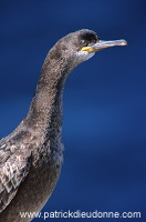 Shag (Phalacrocorax aristotelis) - Cormoran huppe - 20139