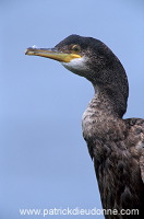 Shag (Phalacrocorax aristotelis) - Cormoran huppe - 20140