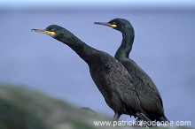 Shag (Phalacrocorax aristotelis) - Cormoran huppe - 20141