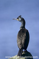 Shag (Phalacrocorax aristotelis) - Cormoran huppe - 20142