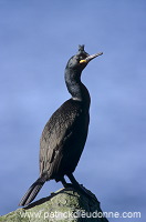 Shag (Phalacrocorax aristotelis) - Cormoran huppe - 20143