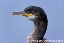 Shag (Phalacrocorax aristotelis) - Cormoran huppe - 20146