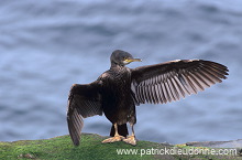 Shag (Phalacrocorax aristotelis) - Cormoran huppe - 20149 Shag (Phalacrocorax aristotelis) - Cormoran huppe - 20149