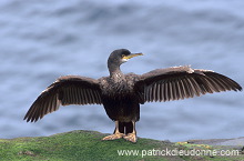 Shag (Phalacrocorax aristotelis) - Cormoran huppe - 20150 Shag (Phalacrocorax aristotelis) - Cormoran huppe - 20150