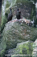 Shag (Phalacrocorax aristotelis) - Cormoran huppe - 20160