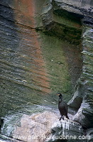 Shag (Phalacrocorax aristotelis) - Cormoran huppe - 20162 Shag (Phalacrocorax aristotelis) - Cormoran huppe - 20162