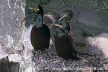 Shag (Phalacrocorax aristotelis) - Cormoran huppe - 20164 Shag (Phalacrocorax aristotelis) - Cormoran huppe - 20164