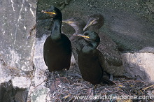 Shag (Phalacrocorax aristotelis) - Cormoran huppe - 20164