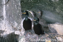 Shag (Phalacrocorax aristotelis) - Cormoran huppe - 20166