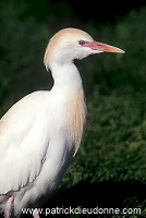 Cattle Egret (Bubulcus ibis) - Heron garde-boeufs - 20179