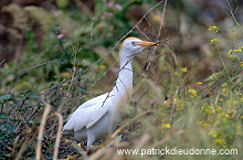 Cattle Egret (Bubulcus ibis) - Heron garde-boeufs - 20181