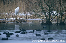 Great Egret (Egretta alba) - Grande aigrette - 20185