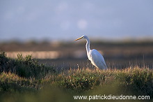 Great Egret (Egretta alba) - Grande aigrette - 20187 Great Egret (Egretta alba) - Grande aigrette - 20187