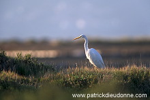 Great Egret (Egretta alba) - Grande aigrette - 20187