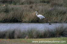 Great Egret (Egretta alba) - Grande aigrette - 20188